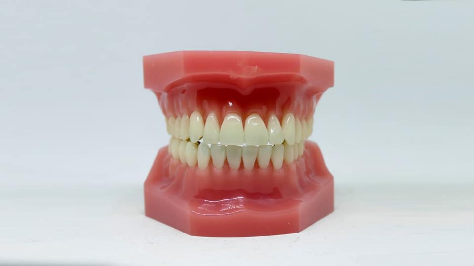 Educational model of teeth on a white surface, stock photograph